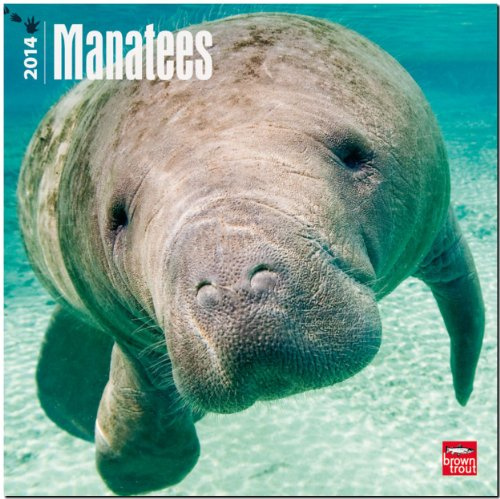 Manatees 2014 - Seekühe: Original BrownTrout-Kalender [Mehrsprachig] [Kalender] (Wall-Kalender)