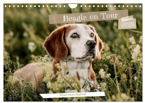 Beagle - Unser treuer Begleiter (Wandkalender 2026 DIN A4 quer), CALVENDO Monatskalender: 13 süße & ausdrucksstarke Beaglebilder (CALVENDO Tiere)