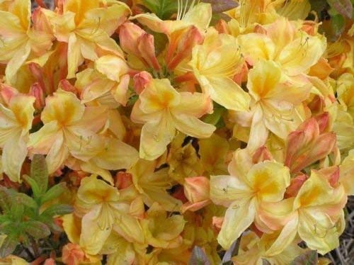 Rhododendron Knaphill Ibridi deciduo Semi AZALEA!