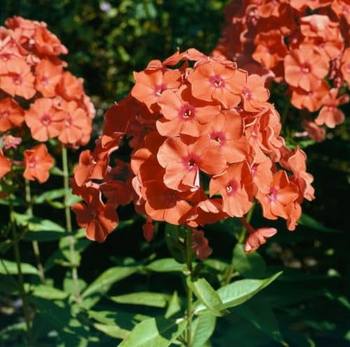 Phlox paniculata 'Orange Perfection' ca. 11x11 cm Topf - Flammenblume, leuchtend orange Blüten, Blütezeit Juli-September, ideal für Rabatten, bienenfreundlich
