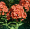 Phlox paniculata 'Orange Perfection' ca. 11x11 cm Topf - Flammenblume, leuchtend orange Blüten, Blütezeit Juli-September, ideal für Rabatten, bienenfreundlich