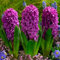 Hyazinthen zwiebeln, hyazinthen knollen kaufen,duftend, winterhart, einfach zu züchten, Blumenzwiebeln, Grünpflanzen, Garten, große Blumen-6zwiebeln-J