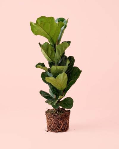 PUR PLANT Ficus Lyrata XL | Planta Natural Ficus Lira de Interior | Planta Tropical Decorativa | Maceta Ø21 cm aprox.