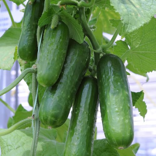 YouGarden Cucumber 'Picolino' Mini Cucumber Plug Plants, Pack of 12, Great for Pots or Greenhouse Growing