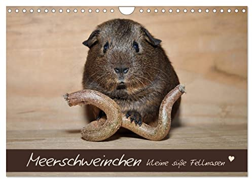 Meerschweinchen - Kleine süße Fellnasen (Wandkalender 2026 DIN A4 quer), CALVENDO Monatskalender: Kleine Nager im Fokus (CALVENDO Tiere)