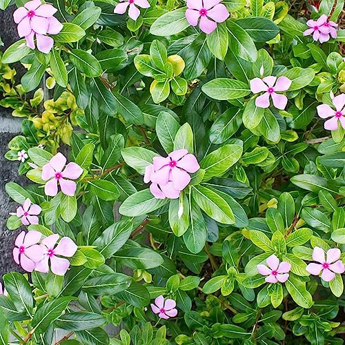 500 Pcs Immergrüne Bodendecker Samen, Gartenblumen Kleine Geschenke (Catharanthus Roseus) Winterharte Pflanzen Für Garten Stauden Winterhart Mehrjährig Gartenblumen Bonsai Samen Frühlingsblumen