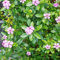 500 Pcs Immergrüne Bodendecker Samen, Gartenblumen Kleine Geschenke (Catharanthus Roseus) Winterharte Pflanzen Für Garten Stauden Winterhart Mehrjährig Gartenblumen Bonsai Samen Frühlingsblumen