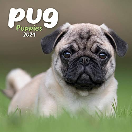 Mops-Welpen Mini-Kalender 2024