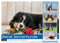 Berner Sennenhunde - Faszinierende Herzensbrecher (Wandkalender 2025 DIN A3 quer), CALVENDO Monatskalender: Eine Rasse, die jeden in ihren Bann zieht! (CALVENDO Tiere)