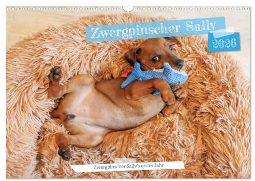 Zwergpinscher Sally‘s erstes Jahr (Wandkalender 2026 DIN A3 quer), CALVENDO Monatskalender: Bilder aus dem ersten Lebensjahr eines Zwergpinschers mit dem Namen Sally. (CALVENDO Tiere)
