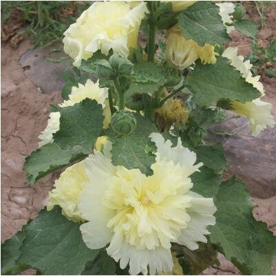 1: 20 Pz/lotto Rhodiola Hollyhock Semi di Fiori, Giardino decorativo FAI da te, Giardino domestico FAI da te facile da coltivare