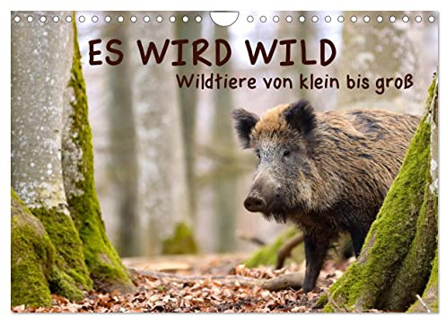 ES WIRD WILD Wildtiere von klein bis groß (Wandkalender 2026 DIN A4 quer), CALVENDO Monatskalender: Begegnungen mit Wildtieren in der freien Natur fotografisch festgehalten. (CALVENDO Tiere)
