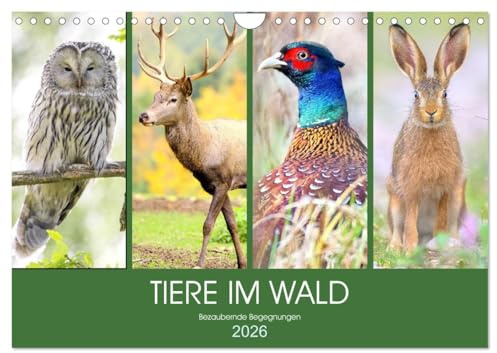 Tiere im Wald. Bezaubernde Begegnungen (Wandkalender 2026 DIN A4 quer), CALVENDO Monatskalender: Ein magischer Ausflug durch den Wald (CALVENDO Tiere)