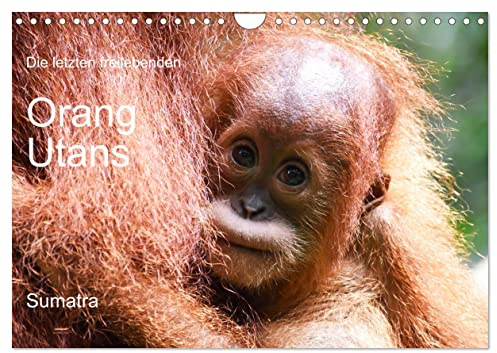 Die letzten freilebenden Orang Utans (Wandkalender 2026 DIN A4 quer), CALVENDO Monatskalender: Orang Utans in freier Wildbahn (CALVENDO Tiere)