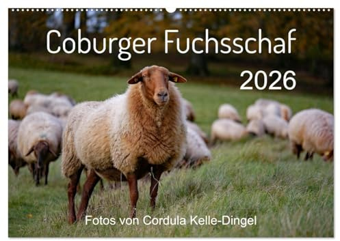 Coburger Fuchsschaf (Wandkalender 2026 DIN A2 quer), CALVENDO Monatskalender: Porträts und besondere Momentaufnahmen einer alten Schafrasse (CALVENDO Tiere)