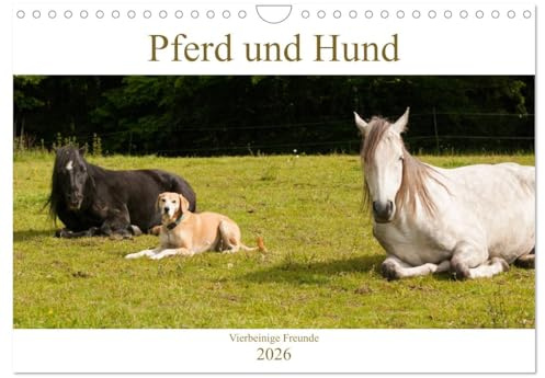 Pferd und Hund - Vierbeinige Freunde (Wandkalender 2026 DIN A4 quer), CALVENDO Monatskalender: Pferd, Pony und Hund in Harmonie (CALVENDO Tiere)
