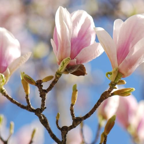Plant Theory 30cm Magnolia x Soulangeana Shrub Plant 2L Pot