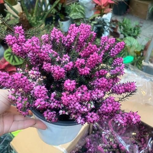 500 Pcs Heidekraut Winterhart Samen, Wildblumensamen Herbstaussaat, Seltene Pflanzen, Calluna Vulgaris, Blumen Deko Wohnzimmer, Luftreinigende Zimmerpflanzen Wildflower Gartendeko