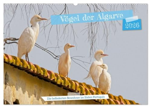 Vögel der Algarve (Wandkalender 2026 DIN A2 quer), CALVENDO Monatskalender: Die wunderbare Vogelwelt der Algarve, von den kleinsten bis zu den größten ... Bewohner im Süden Portugals (CALVENDO Tiere)