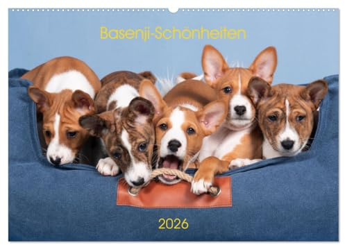 Basenji-Schönheiten (Wandkalender 2026 DIN A2 quer), CALVENDO Monatskalender: Wunderschöne Basenjis, groß und klein (CALVENDO Tiere)