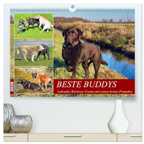 Beste Buddys (hochwertiger Premium Wandkalender 2026 DIN A2 quer), Kunstdruck in Hochglanz: Labrador Retriever Cosmo mit seinen besten Freunden (CALVENDO Tiere)