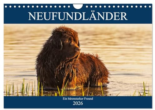 Neufundländer - Ein bärenstarker Freund (Wandkalender 2026 DIN A4 quer), CALVENDO Monatskalender: Der braune Neufundländer in 13 hinreißenden Bildern vorgestellt (CALVENDO Tiere)