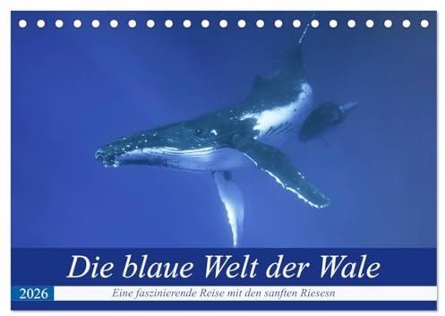 Die blaue Welt der Wale (Tischkalender 2026 DIN A5 quer), CALVENDO Monatskalender: Eine fantastische Reise in die Tiefen des Pazifiks mit den gigantischen Buckelwalen (CALVENDO Tiere)