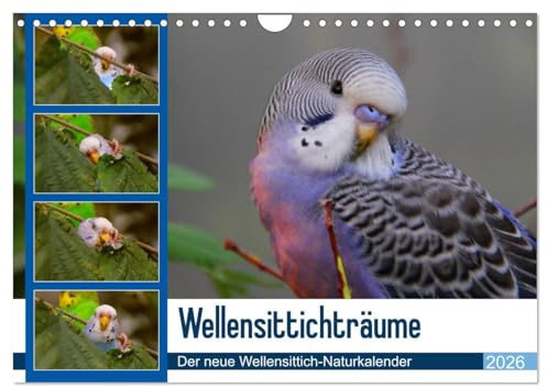 Wellensittichträume - Der neue Wellensittich-Naturkalender (Wandkalender 2026 DIN A4 quer), CALVENDO Monatskalender: Ein wahrer Blickfang: ... Björn Bergmann (CALVENDO Tiere)