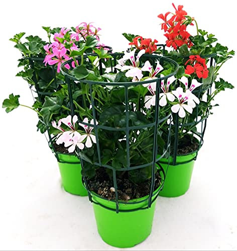 POWERS TO FLOWERS - GERANIO PARIGINO TRIS, ROSSO-ROSA-BIANCO, HERCULES, PELARGONIUM, 3 PIANTE VASO 14, piante vere
