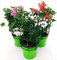 POWERS TO FLOWERS - GERANIO PARIGINO TRIS, ROSSO-ROSA-BIANCO, HERCULES, PELARGONIUM, 3 PIANTE VASO 14, piante vere