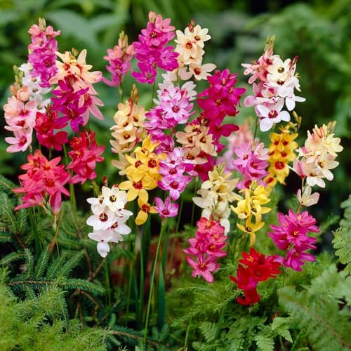 Carbeth Plants - 40 x Ixia Mixed Spring Bulbs - African Corn Lily Herbaceous Perennial Flower Bulb Corms - Garden Bulbs for Planting Outdoors - Grow in Beds, Borders and Patio Pots