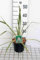 Yucca filamentosa - Fädige Palmlilie 30-40 cm - Container