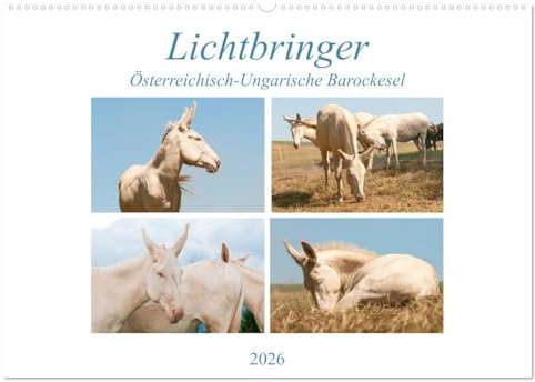 Lichtbringer - Österreichisch-Ungarische Barockesel (Wandkalender 2026 DIN A2 quer), CALVENDO Monatskalender: Wunderbare weiße Esel als Glücksboten (CALVENDO Tiere)