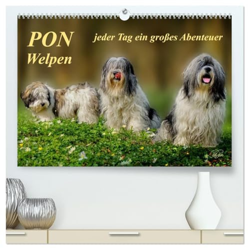 PON - Welpen, jeder Tag ein großes Abenteuer (hochwertiger Premium Wandkalender 2026 DIN A2 quer), Kunstdruck in Hochglanz: PON-Welpen - einzigartige, ... mit unstillbarem Spieltrieb (CALVENDO Tiere)