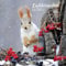 Eichhörnchen 2023: Broschürenkalender mit Ferienterminen. Format: 30 x 30 cm