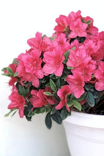 Sustrato para Azaleas y Plantas Ácidas |Formato 5 Litros | DECOALIVE | Facilita el Crecimiento