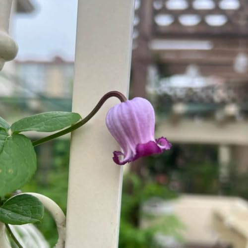 clematis - rank winterhart klematis mehrjährige steingarten für garten balkon 6zwiebeln