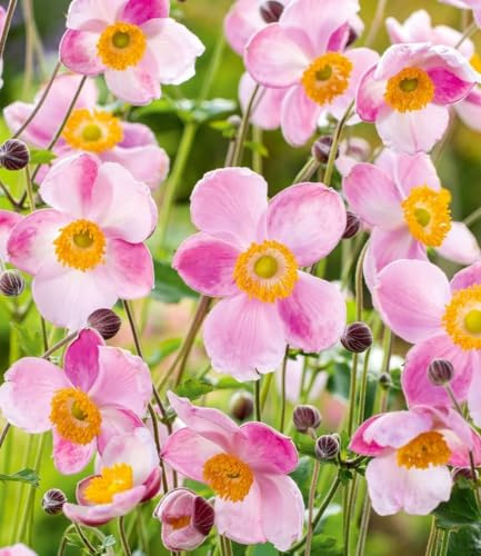 BALDUR Garten 6x Rosa Herbst-Anemone, Pflanzen im 9x9 cm-Topf | blüht im Herbst sehr üppig, beliebte winterharte Staudeer Dauerblüher, pflegeleicht & wetterfest