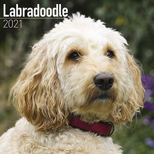 Labradoodle 2021 Wall Calendar