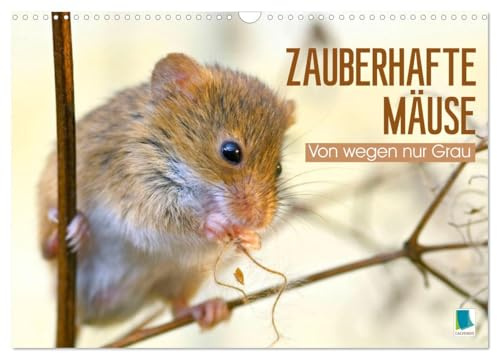 Zauberhafte Mäuse: Von wegen nur Grau (Wandkalender 2026 DIN A3 quer), CALVENDO Monatskalender: Die Maus: Possierlicher Plagegeist (CALVENDO Tiere)