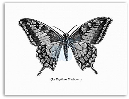 Wee Blue Coo INSECT SWALLOWTAIL BUTTERFLY FRANCE Poster Picture Painting Nature Illustration