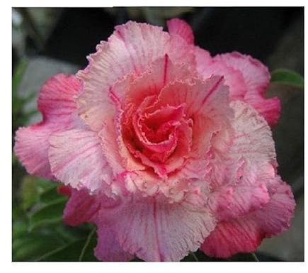 Stk - 2x Adenium obesum Pinkpanter Wüstenrose Garten Pflanzen - Samen B568 - Seeds & Plants Shop by Ipsa