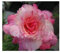 Stk - 2x Adenium obesum Pinkpanter Wüstenrose Garten Pflanzen - Samen B568 - Seeds & Plants Shop by Ipsa