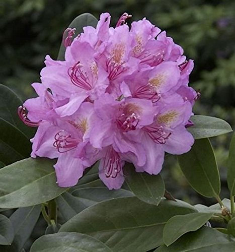 Großblumige Rhododendron Pink Purple Dream 60-70cm - Alpenrose - lebende Gartenpflanze aus den Baumschulen