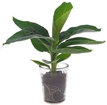 Bananenpflanze | 30cm | mit Topf wählbar