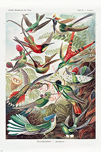 Close Up Kolibris (Trochilidae) Poster Ernst Haeckel - Kunstformen der Natur - Tafel 99 (61cm x 91,5cm)