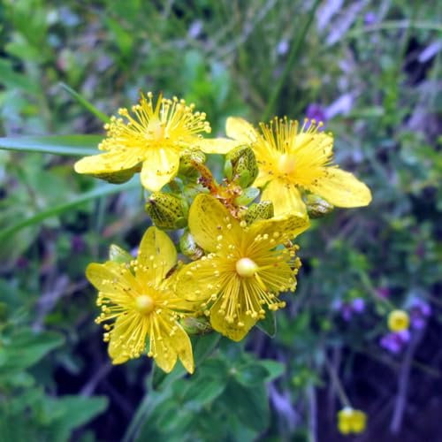 800 piezas Semillas de hierba de San Juan perenne, hierbas de jardín, semillas orgánicas, verdadera hierba de San Juan - Hypericum perforatum - Jardín de hierbas interior, plantas