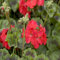 80 semillas frescas de geranio pelargonio rojo