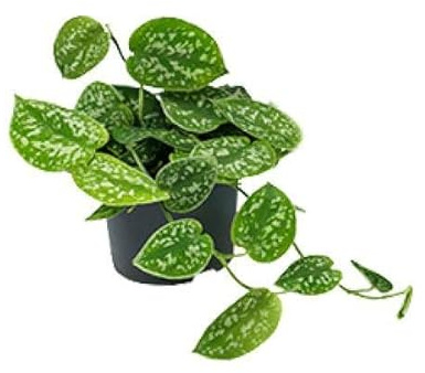 Efeutute Scindapsus Pictus Zimmerpflanze Ø12 cm 20 cm