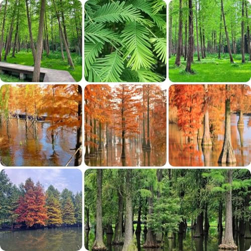 150 piezas Semillas de Secuoya Primigenia - regalos sostenibles para mujeres, Metasequoia Glyptostroboides - jardín, plantar semillas macetas, árboles resistentes al jardín Semillas